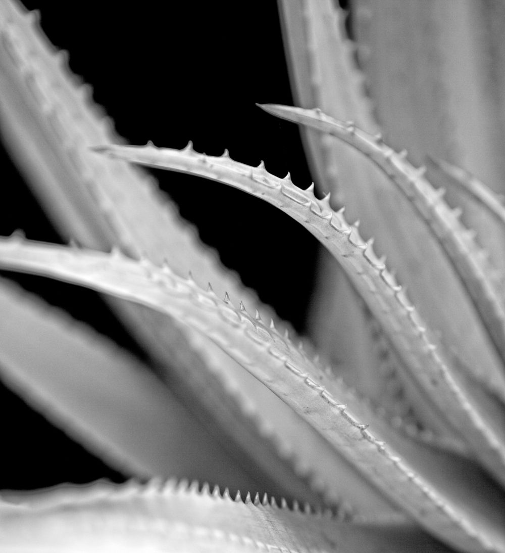Cactus Detail #2