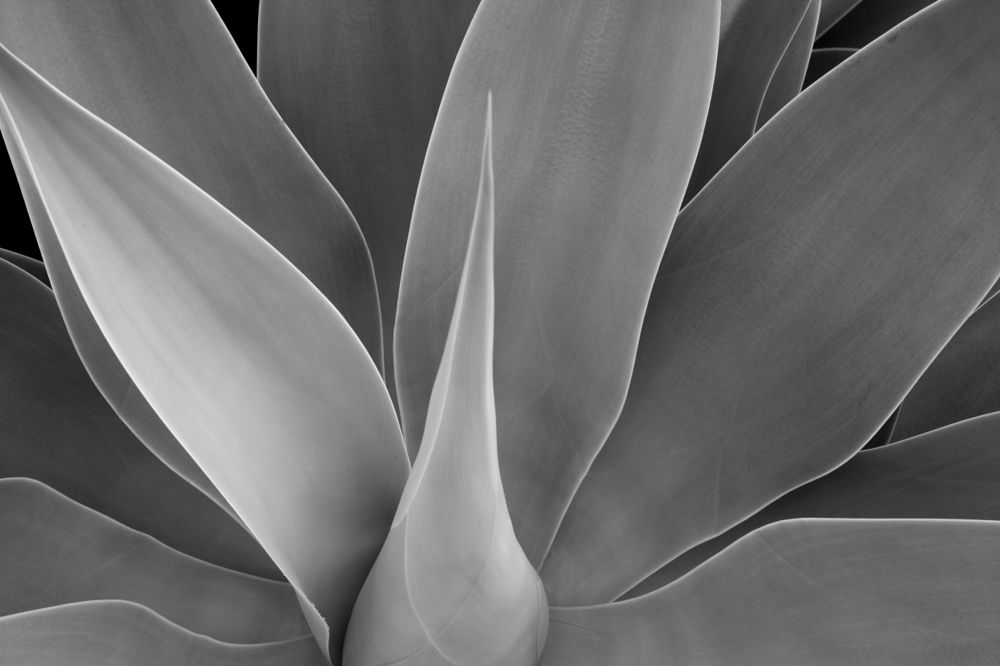 Cactus Detail #1