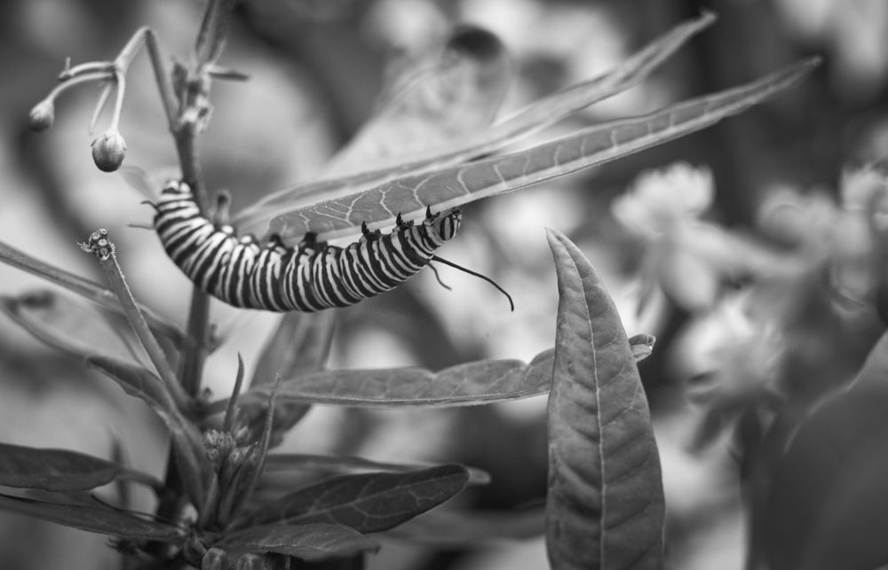 Caterpillar