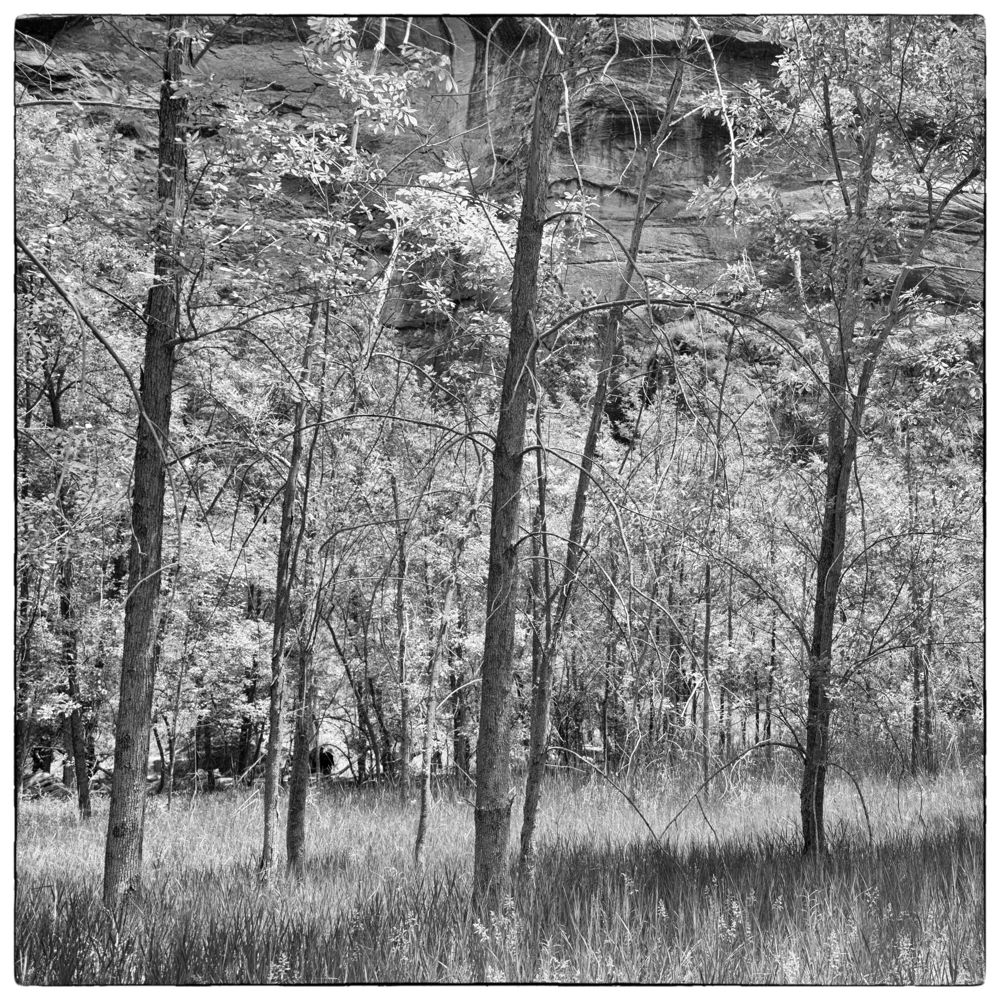 Trees Zion N.P